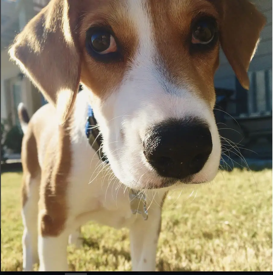 Beagador standing in the yard with its begging face
