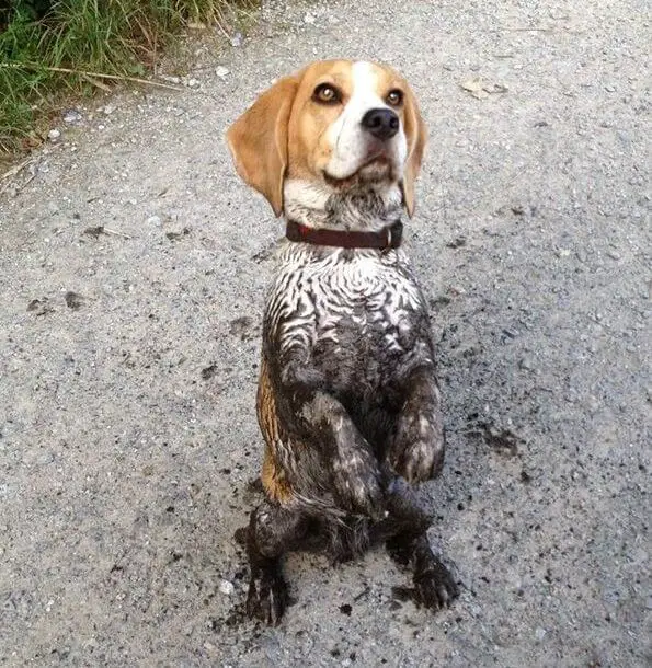 A Beagle sitting pretty on the pavement with mud on its body