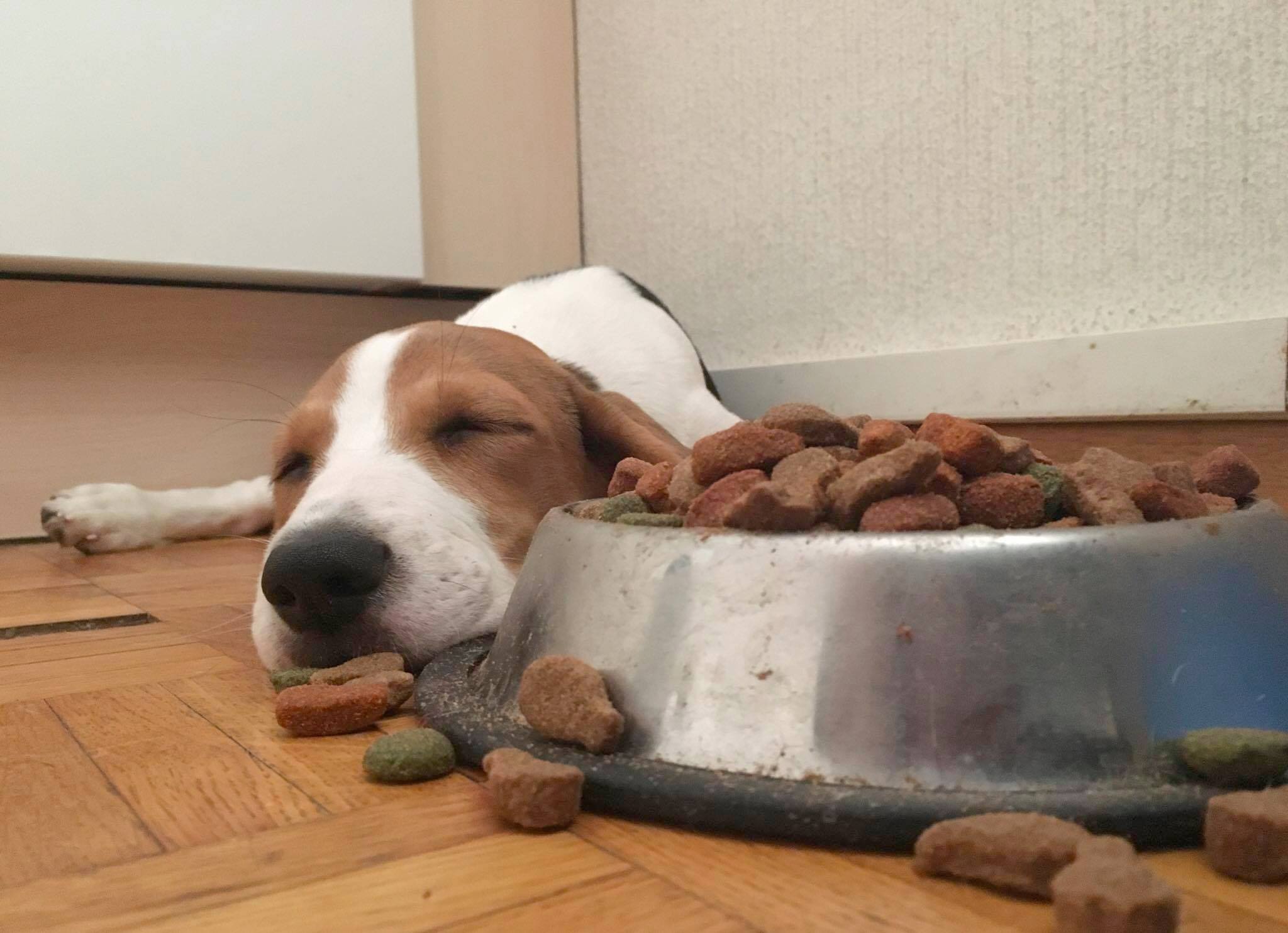 A Beagle sleeping on the floor next to a spilled bowl of dog food