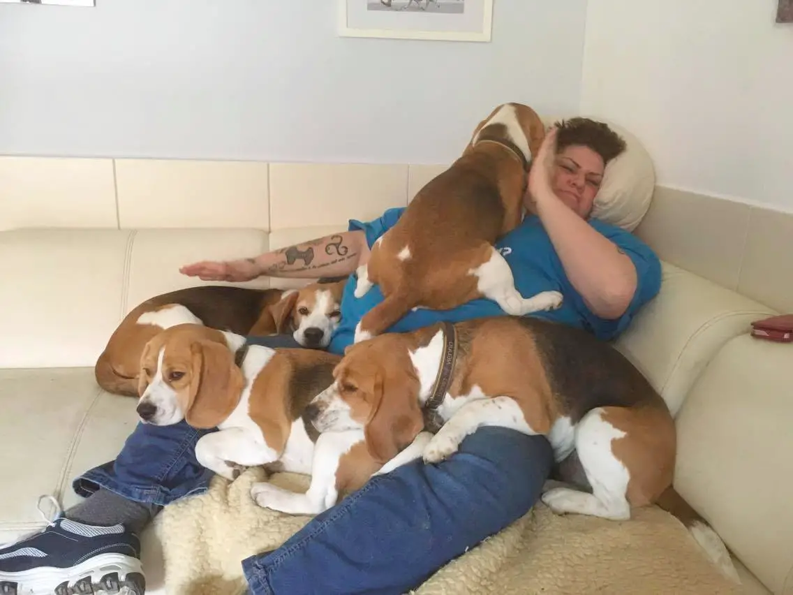 A woman sitting on the couch while her Beagle are lying on top of her