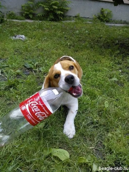 A Beagle lying on the green grass in the yard while biting a coca cola bottle