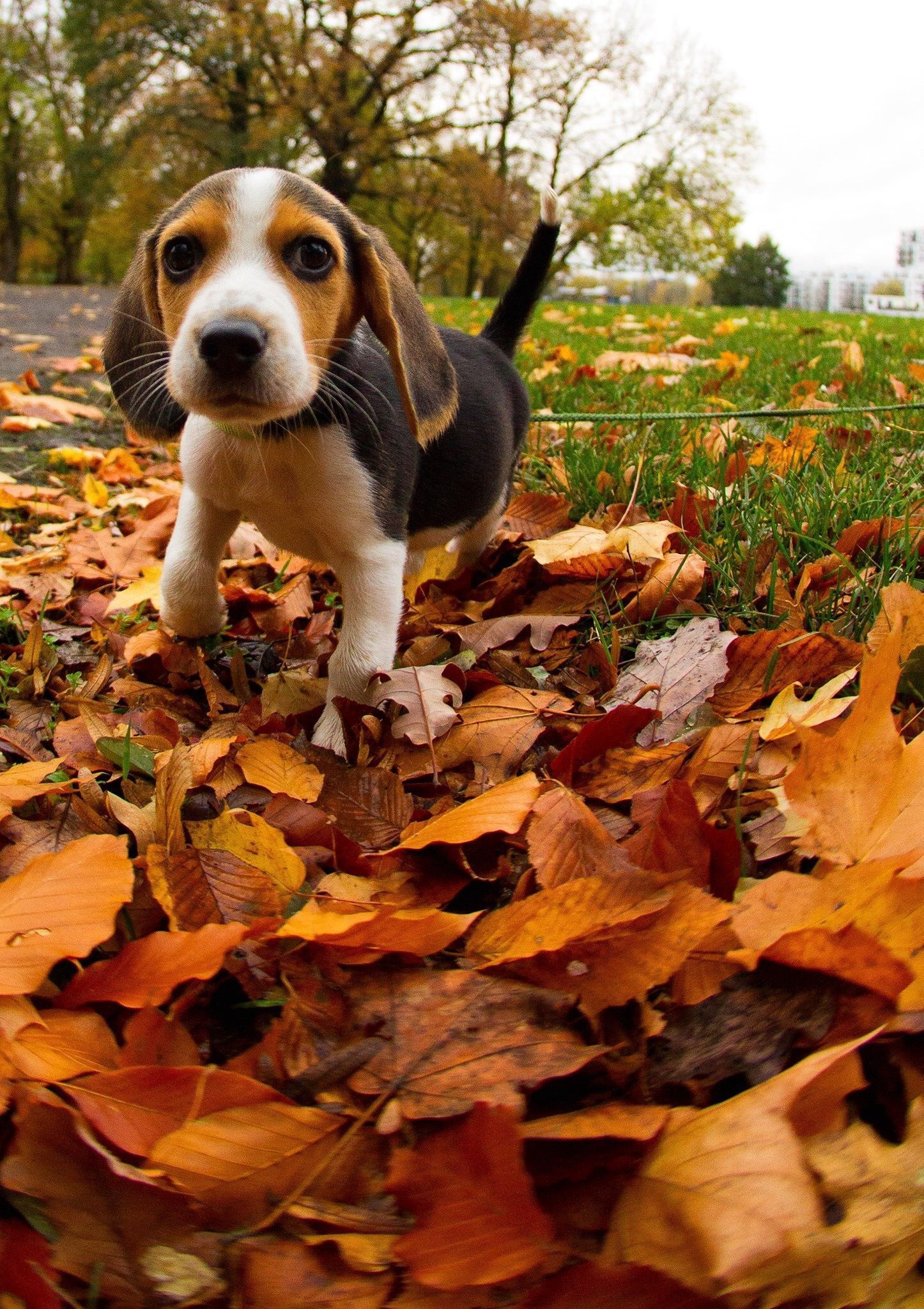 A Beagle walking on top of the pile of dried leaves at the park