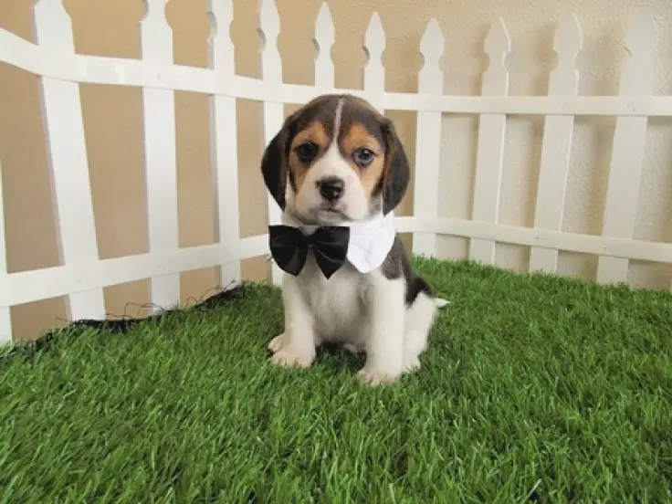 A Beagle sitting on the green grass inside a fence while wearing a bow tie with white collar