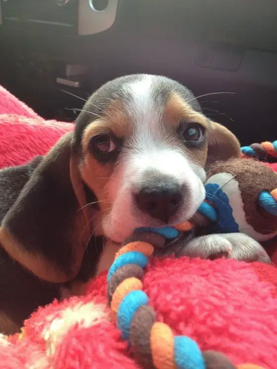 A Beagle puppy playing with its toy while lying inside the car