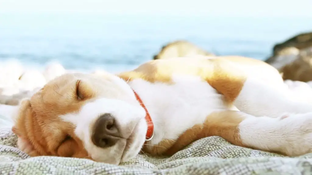 A Beagle lying on the blanket at the beach