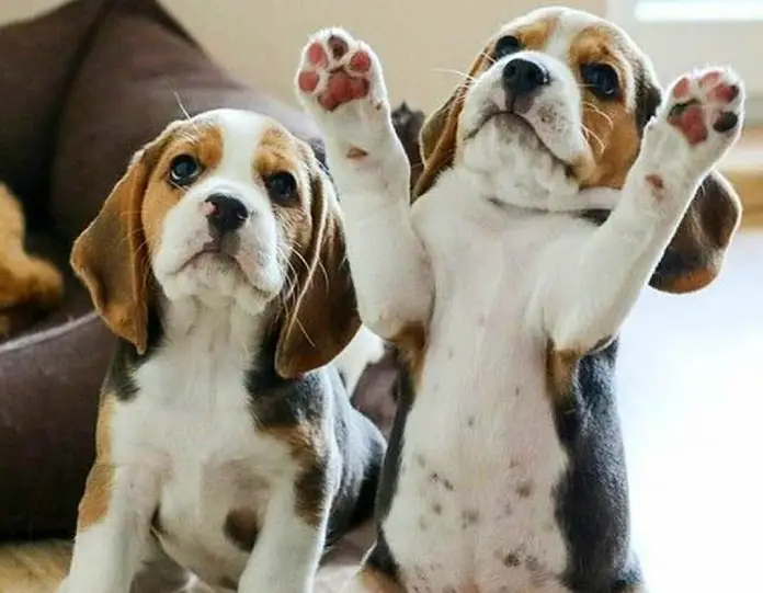 a beagle puppy sitting on the floor next to a beagle puppy standing up and raising its paws