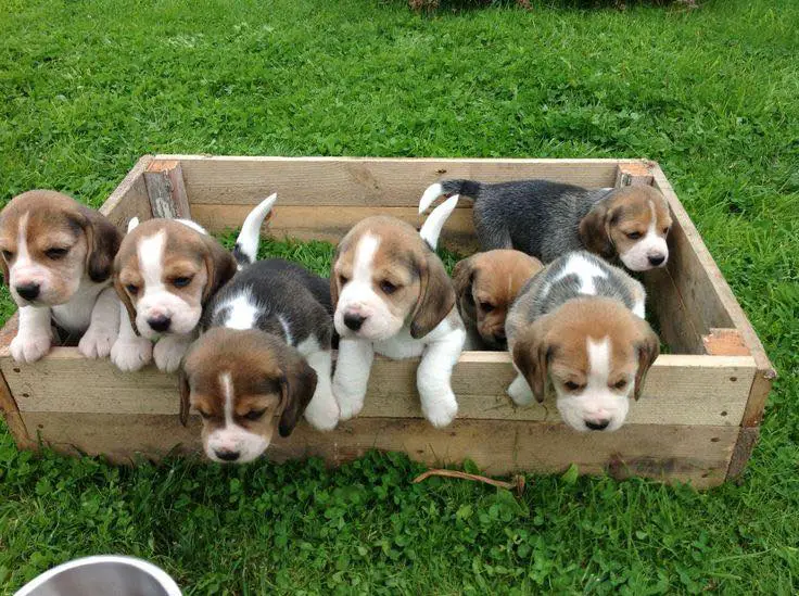 seven Beagle puppies inside the wooden box in the yard