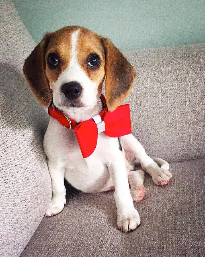 A Beagle puppy wearing a red bow tie while sitting on the couch