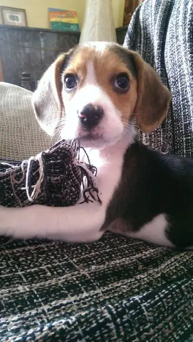 A Beagle puppy lying on top of the couch