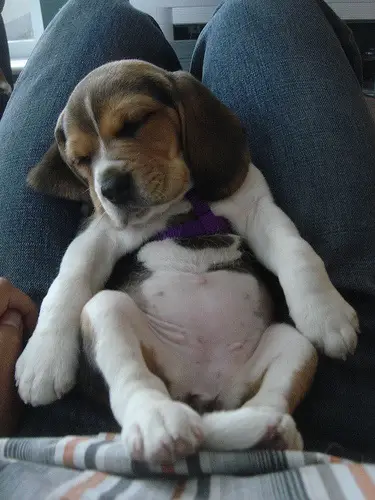 A Beagle puppy sitting while sleeping on the lap of a woman