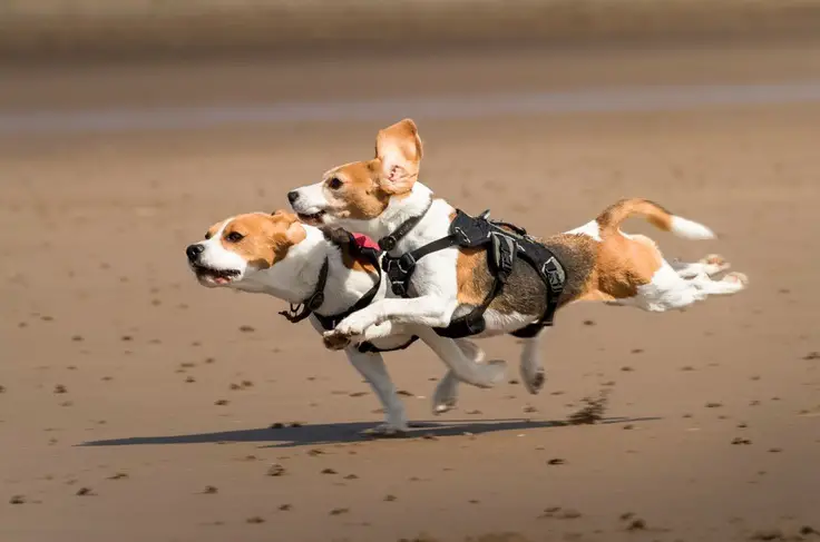 two Beagles running in the sand