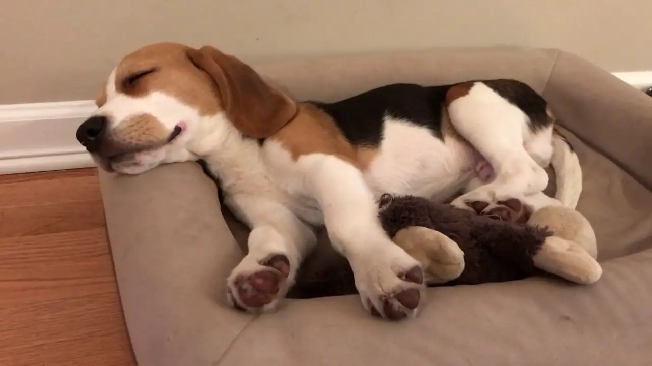 A Beagle sleeping on its bed