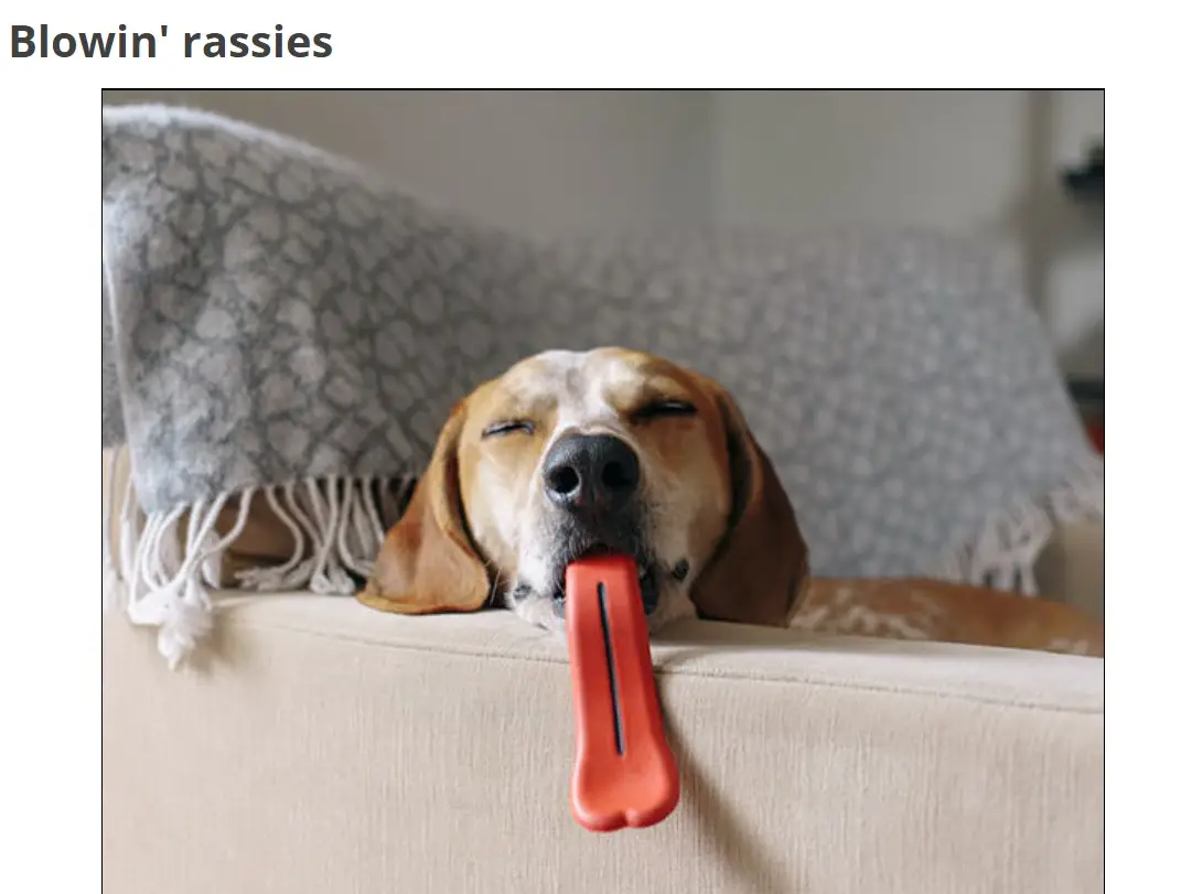 A beagle with a rassies in its mouth while sleeping on the couch photo with text - Blowin rassies