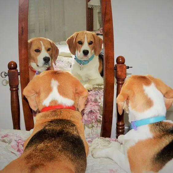 two Beagle lying on the bed facing the mirror in front of them