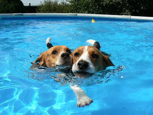 two Beagles swimming in the pool