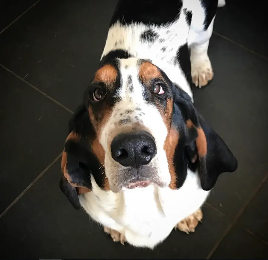 Basset Hound standing on the floor while looking up with its begging face