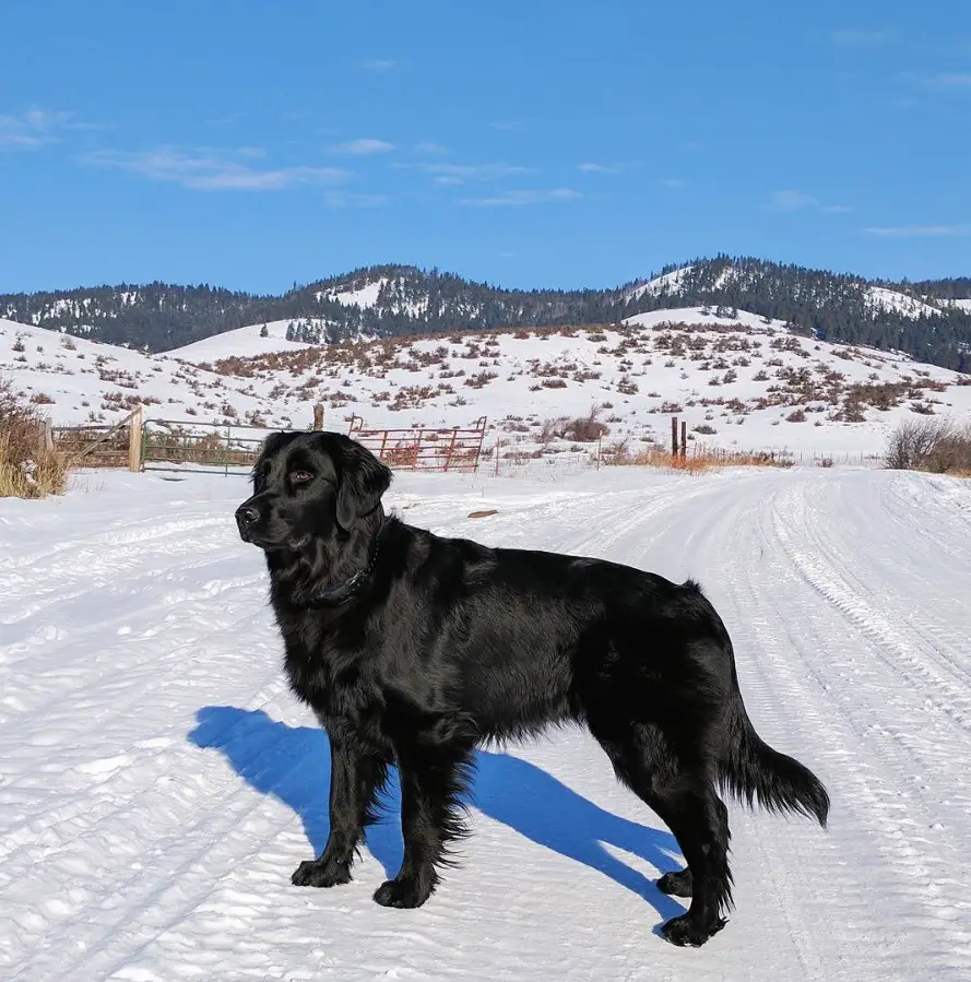 A Black Golden Retriever standing in the road filled with snow