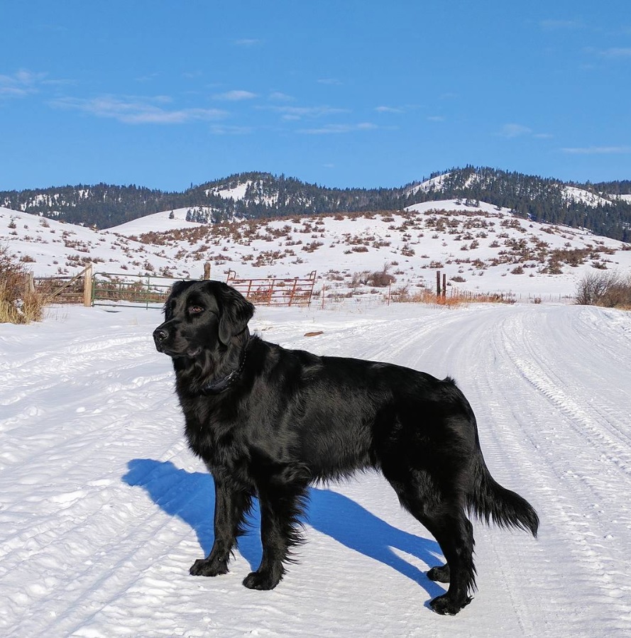 black golden retriever