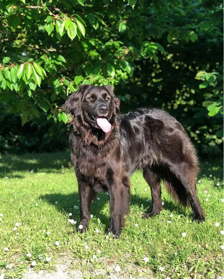 A Black Golden Retriever standing in the garden with its tongue out