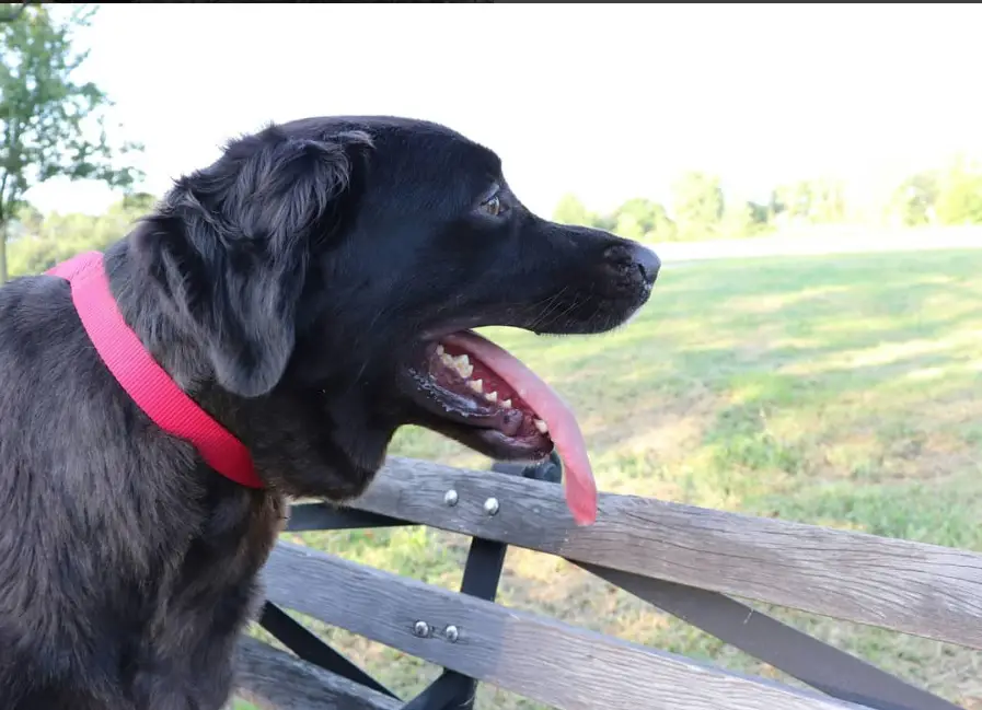 A Black Golden Retriever standing on top of the wooden bench while looking sideways with its tongue out