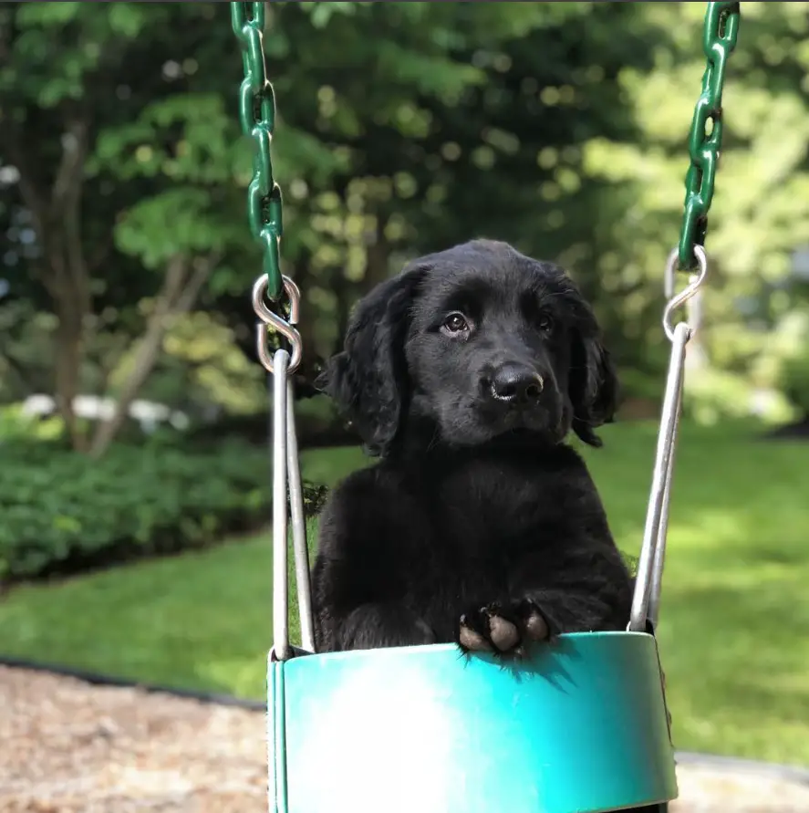 A Black Golden Retriever puppy in swing in the garden