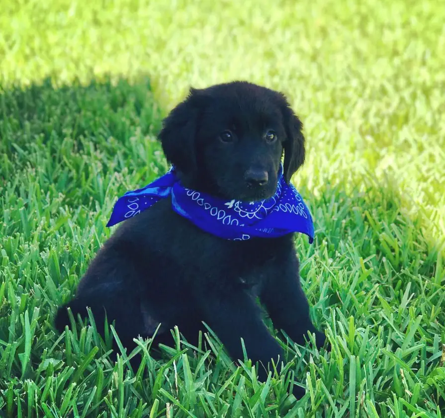 A Black Golden Retriever puppy wearing a blue scarf while sitting on the grass