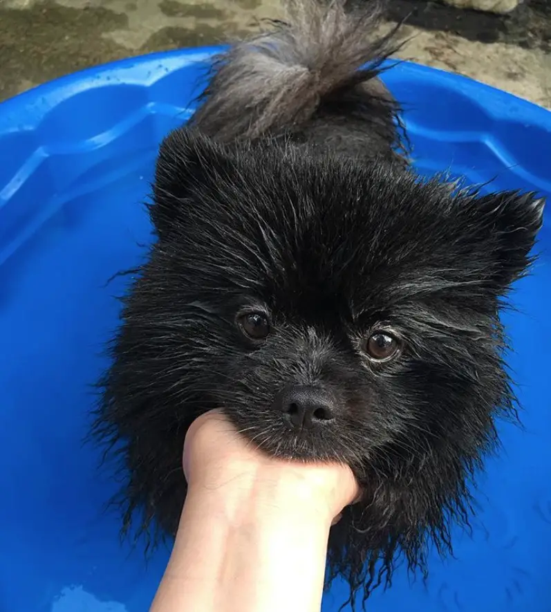A Perfect Black Pomeranian in the pool