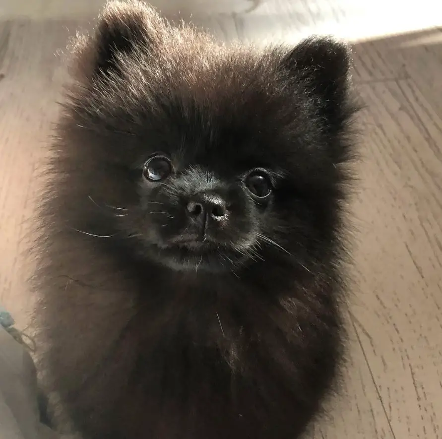 A Perfect Black Pomeranian sitting on the floor with its adorable face
