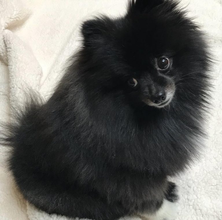 black bear pomeranian