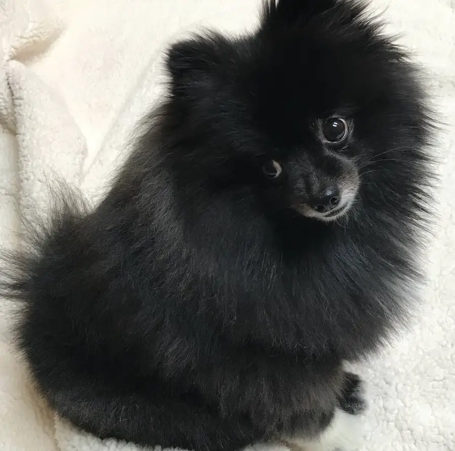 A Perfect Black Pomeranian sitting on the bed