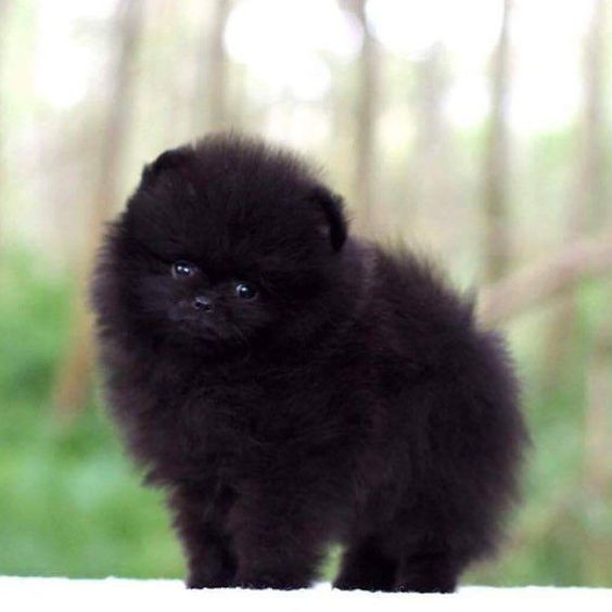 A Perfect Black Pomeranian standing in the garden