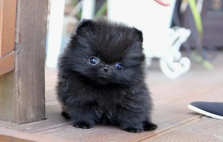 A Perfect Black Pomeranian sitting in the front porch