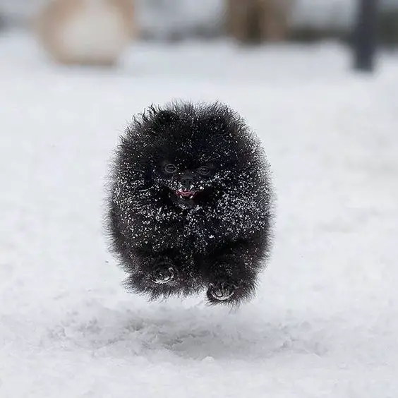 A Perfect Black Pomeranian running in the snow