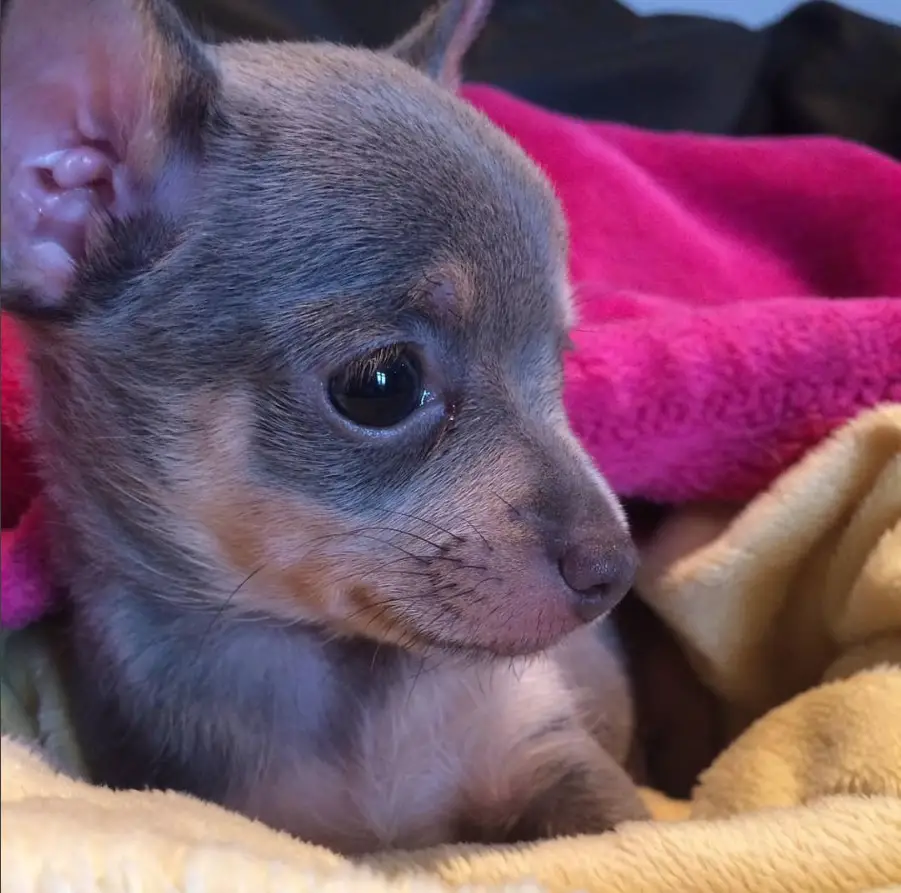 A Blue Chihuahua lying on the bed under the blanket