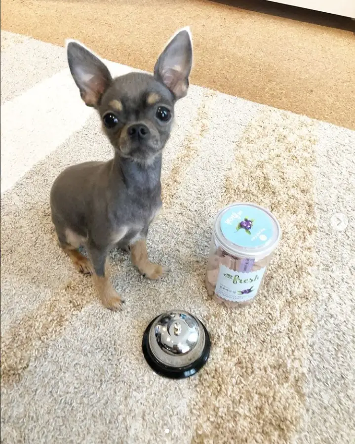 A Blue Chihuahua sitting on the carpet with a chair and treats in front of him