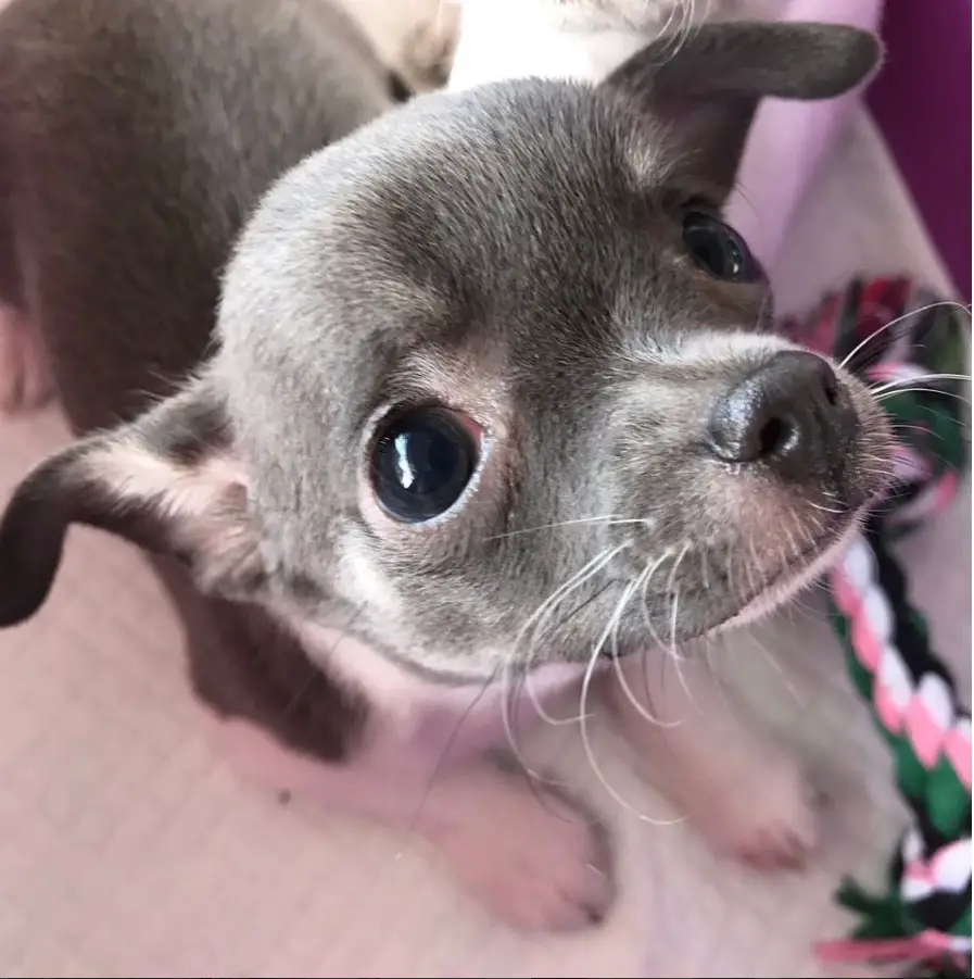 A Blue Chihuahua lying on the floor while looking up with its begging eyes