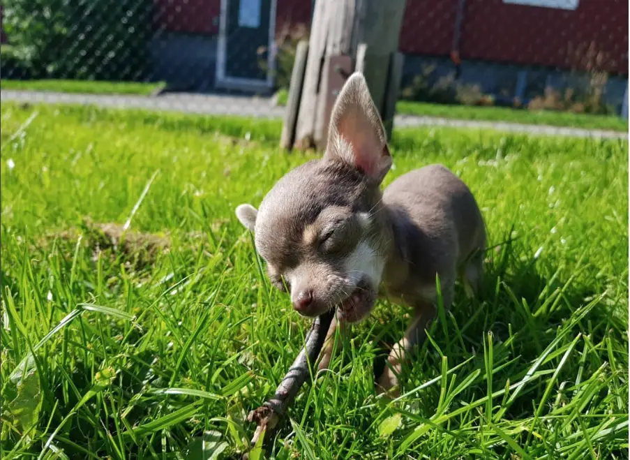 A Blue Chihuahua standing on the grass while biting a stick