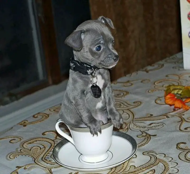 A Blue Chihuahua sitting inside a small tea cup on the table