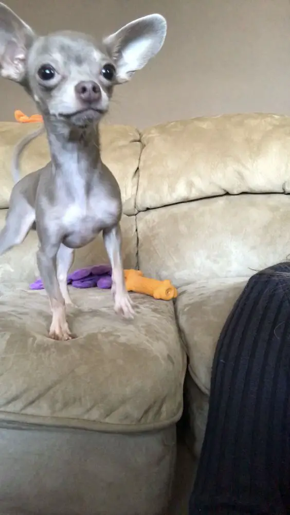 A Blue Chihuahua standing on the couch
