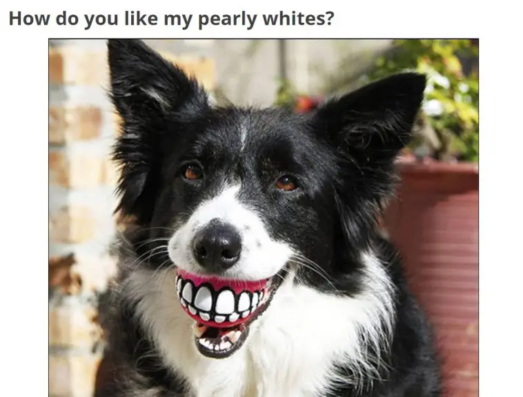 A black and white border collie with a teeth ball in its mouth