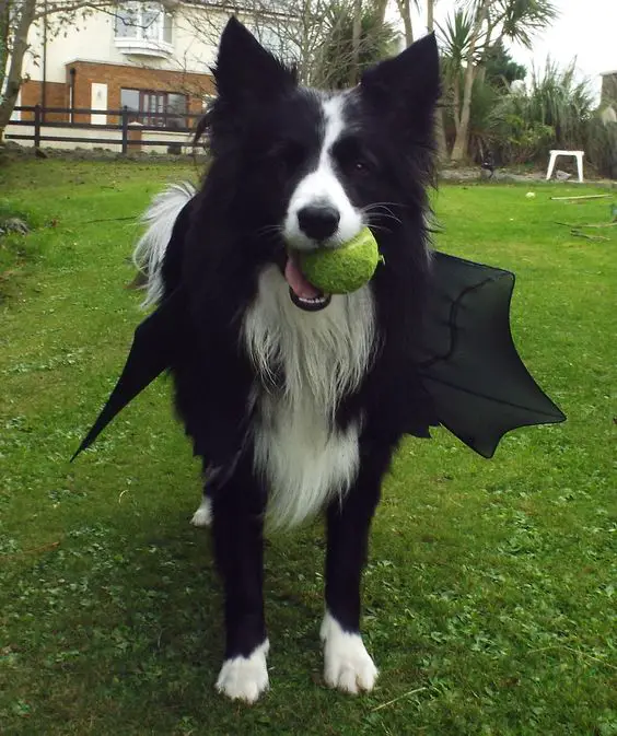 Border Collie wearing a bat wing while holding a ball with its mouth in the yard