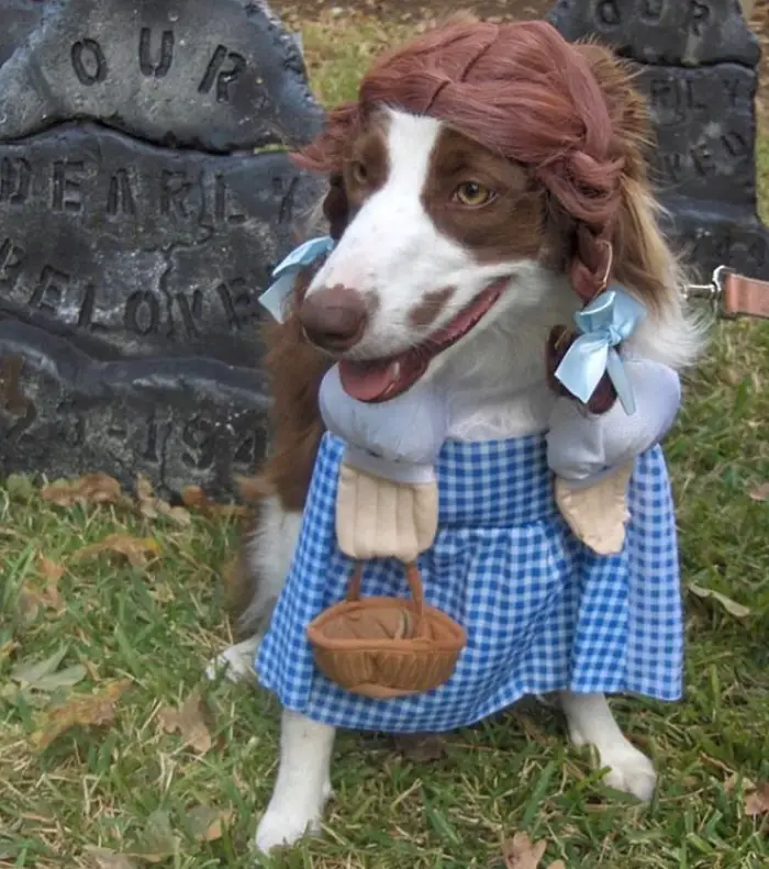 Border Collie in dorothy costume