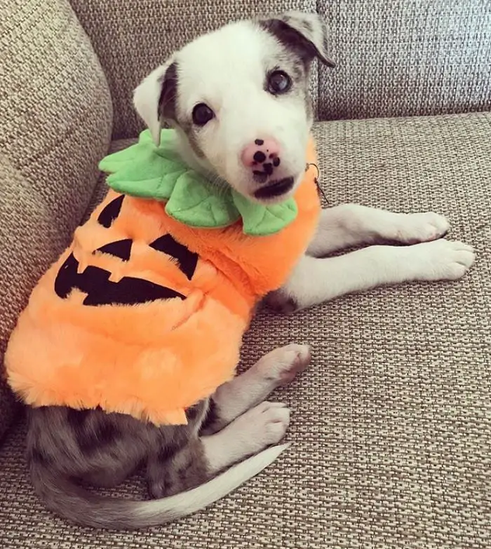 Border Collie puppy wearing a pumpkin costume while lying on the couch
