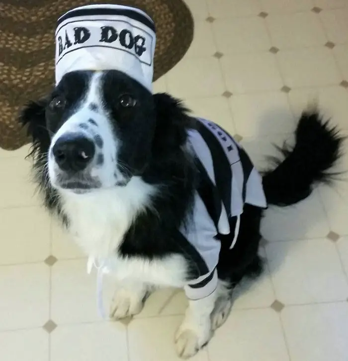 Border Collie in jail costume siting on the floor