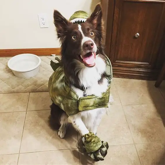 Border Collie in dinosaur costume while sitting on the floor
