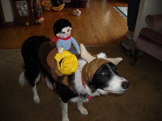 Border Collie wearing bull costume with a cowboy rider in its back