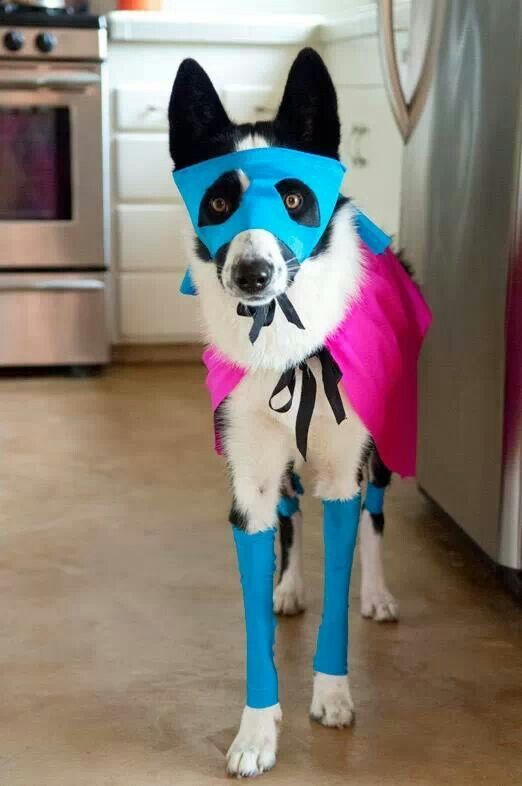 Border Collie in a superhero costume