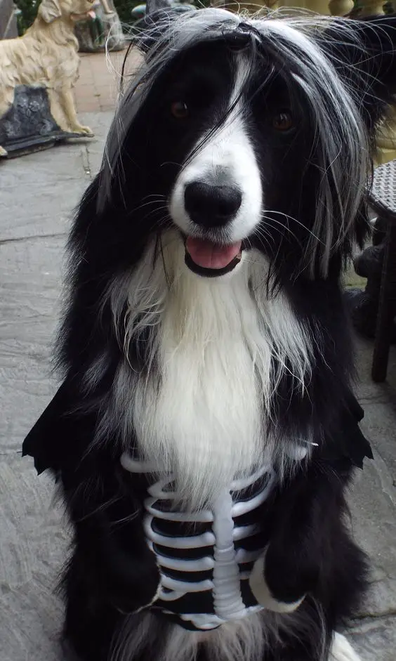 Border Collie in skeleton costume