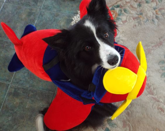 Border Collie in helicopter costume