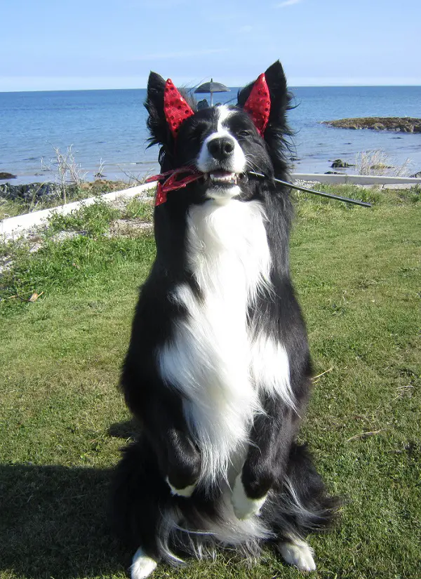 Border Collie sitting on the green grass wearing a devil head piece and a wand in its mouth